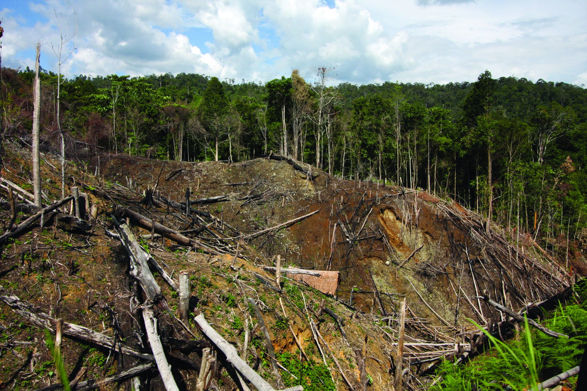 deforestation in indonesia case study