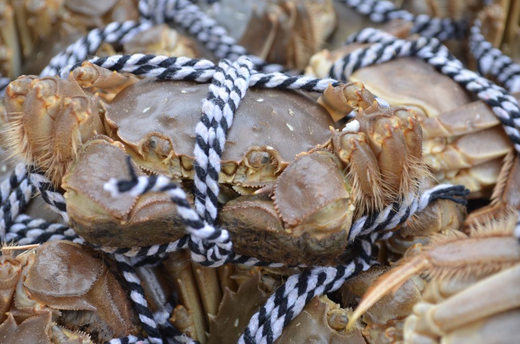 Mitten Crabs seized by the U.S. Fish and Wildlife Service.