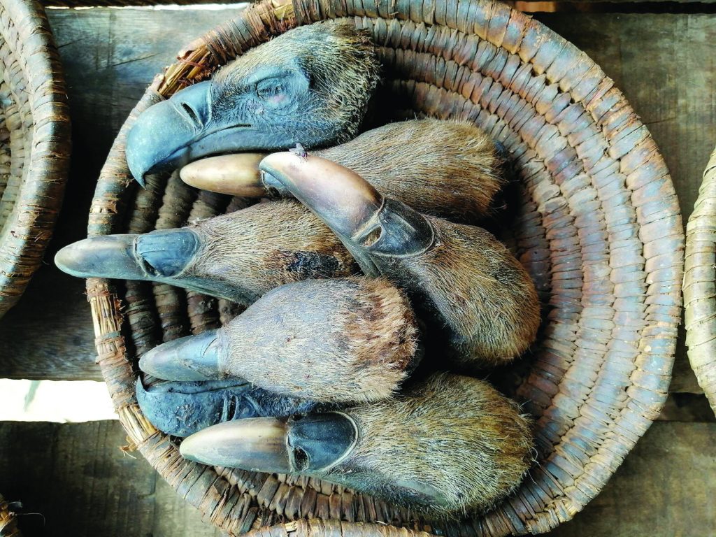 Vulture heads in a basket